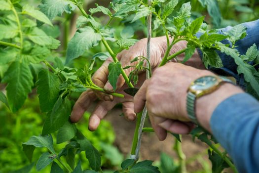 Close up of man hand point out the excessive shoot that grow on tomato plant stem in greenhouse and pinch it off, so tomato plant gets more nutrition from soil to grow tomatoes.