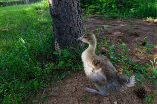 grey geese in village walking in the yard