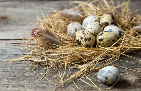 Quail eggs in a makeshift nest made of straw on a wooden background