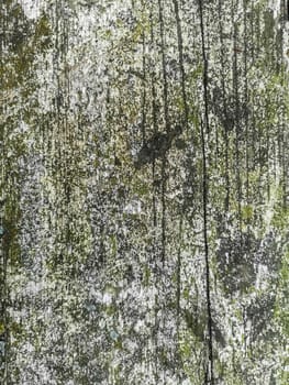 Texture of an old painted board covered with moss with multiple cracks