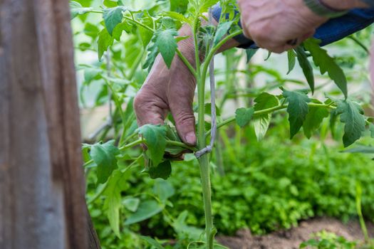 Close up of man hand point out the excessive shoot that grow on tomato plant stem in greenhouse and pinch it off, so tomato plant gets more nutrition from soil to grow tomatoes.