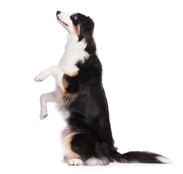 Portrait of cute young Australian Shepherd dog sitting on floor, isolated on white background. Beautiful adult Aussie, sitting on two legs and looking upward.