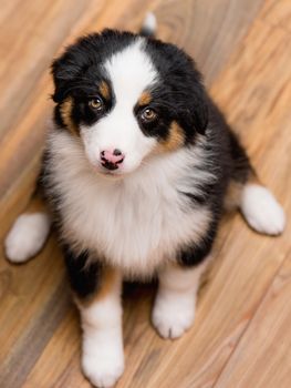 Australian Shepherd purebred puppy, 2 months old looking at camera - close-up portrait. Black Tri color Aussie dog at home.