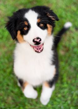 Happy Aussie on meadow with green grass in summer or spring. Beautiful Australian shepherd puppy 3 months old - portrait close-up. Cute dog enjoy playing at park outdoors.