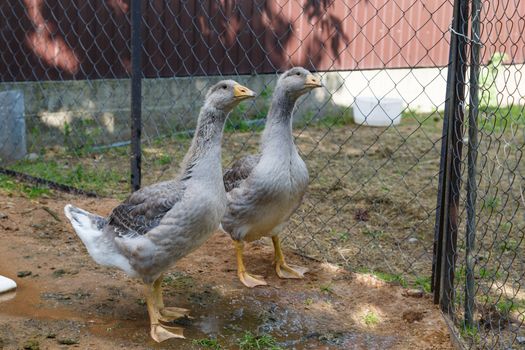 grey geese in village walking in the yard