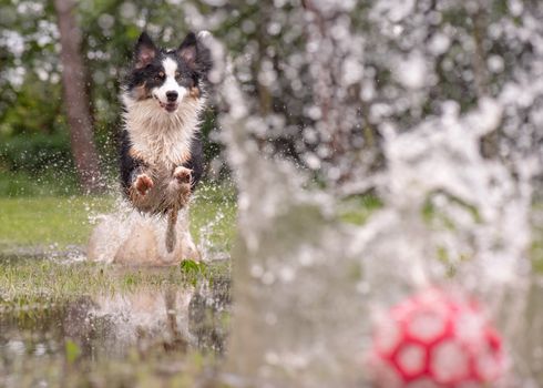 Australian Shepherd Dog playing on green grass at park. Happy wet Aussie with ball toy run on watery meadow after rain, water sprinkles. Dog have fun in puddle at outdoors.