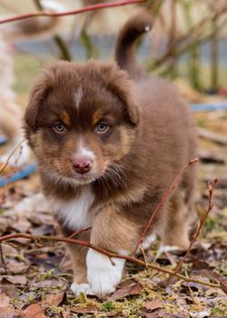 Australian Shepherd purebred dog on meadow in autumn or spring, outdoors countryside. Red Tri color Aussie puppy, 2 months old.