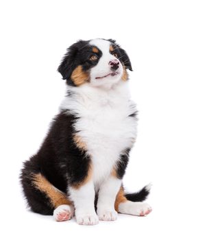 Beautiful happy Australian shepherd puppy dog is sitting frontal and looking upward, isolated on white background