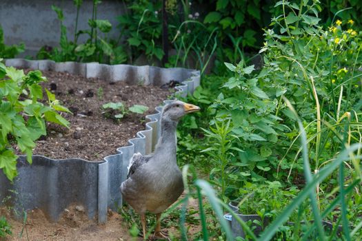 grey geese in village walking in the yard