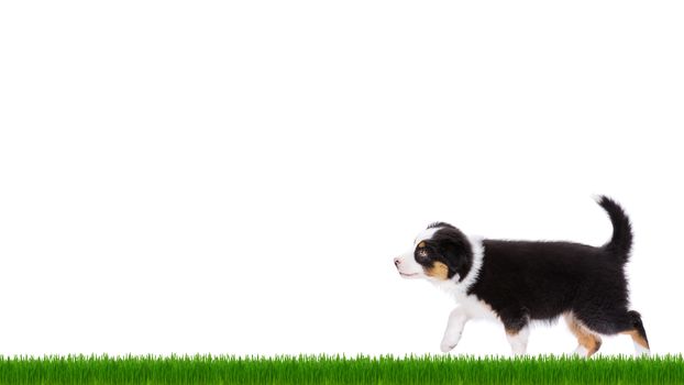 Playful Australian Shepherd purebred puppy, 2 months old looking away. Happy black Tri color Aussie dog on green grass, isolated on white background.