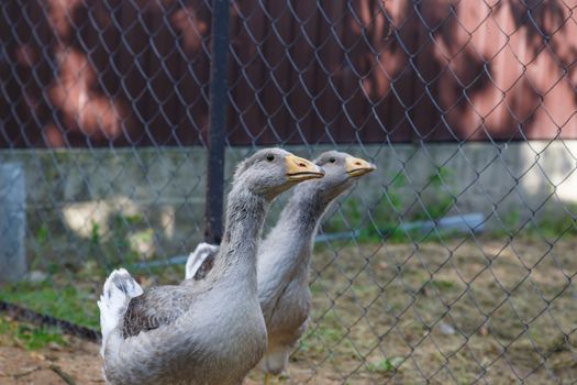 grey geese in village walking in the yard.