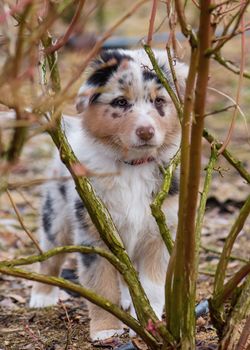 Australian Shepherd purebred dog on meadow in autumn or spring, outdoors countryside. Blue Merle Aussie puppy, 2 months old.