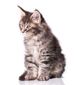 Maine Coon kitten 2 months old. Cat isolated on white background. Portrait of beautiful domestic black tabby kitty.