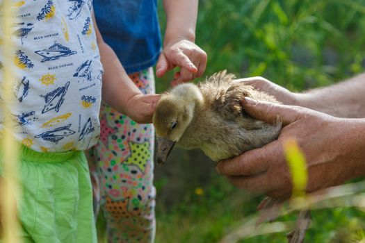 An elderly man holds a small goose in his hands, a little boy gently strokes his feathers