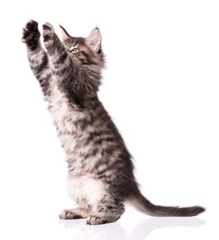 Maine Coon kitten 2 months old. Cat isolated on white background. Portrait of beautiful domestic black tabby kitty.