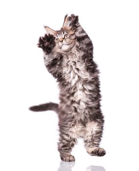 Maine Coon kitten 2 months old. Cat isolated on white background. Portrait of beautiful domestic kitty.