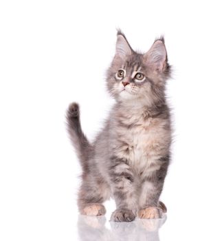 Maine Coon kitten 2 months old. Cat isolated on white background. Portrait of beautiful domestic kitty.