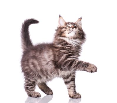 Maine Coon kitten 2 months old. Cat isolated on white background. Portrait of beautiful domestic kitty.