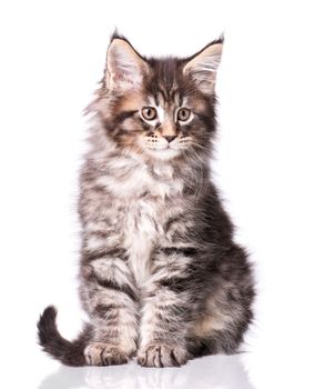 Maine Coon kitten 2 months old. Cat isolated on white background. Portrait of beautiful domestic kitty.