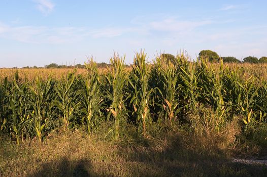 These are corn crops that are in the middle of rippening for harvest time.