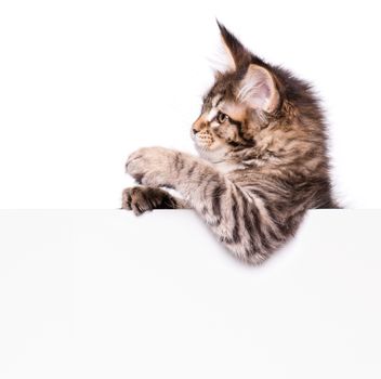 Maine Coon kitten holding sign or banner. Funny pet cat showing placard with space for text. Beautiful domestic kitty with blank board, isolated on white background.