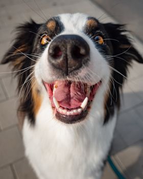 Portrait of Australian Shepherd dog while walking outdoors. Beautiful adult purebred Aussie Dog in the city.