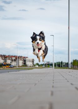 Portrait of happy run Australian Shepherd dog walking outdoors. Beautiful adult purebred Aussie Dog jump toward the camera.