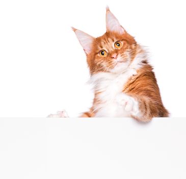 Maine Coon red cat holding sign or banner. Funny pet showing placard with space for text. Beautiful domestic kitty with blank board, isolated on white background.