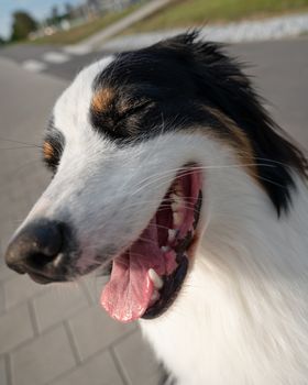 Portrait of Australian Shepherd dog while walking outdoors. Beautiful adult purebred Aussie Dog in the city.