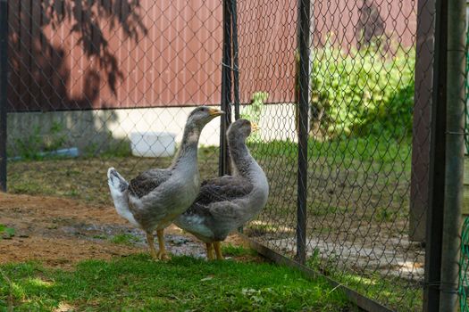 grey geese in village walking in the yard.