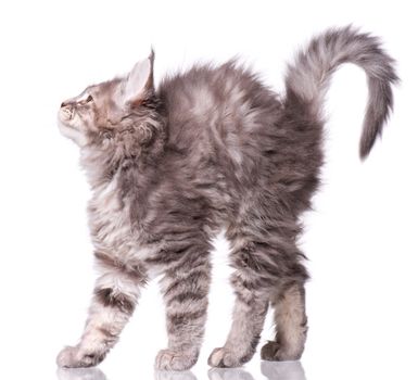 Maine Coon kitten 2 months old. Cat isolated on white background. Portrait of beautiful domestic kitty.