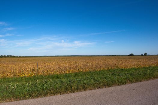 These are soybeans that are getting closer to harvest time on an early fall day.