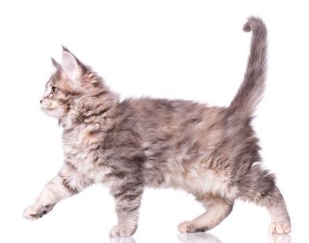 Maine Coon kitten 2 months old. Cat isolated on white background. Portrait of beautiful domestic gray kitty.