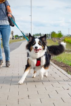 Portrait of Australian Shepherd dog on leash while walking outdoors. Beautiful adult purebred Aussie Dog with female owner in the city.