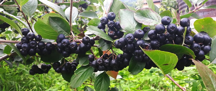 Aronia berry branch on bush. The chokeberries. Banner. Banner branch aronia berry. Aronia berries. Zavidovici, Bosnia and Herzegovina.