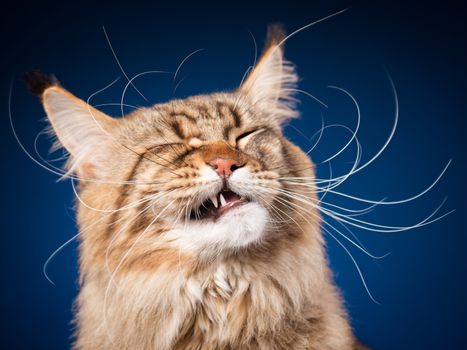 Portrait of funny Maine Coon cat. Close-up studio photo of beautiful big adult black tabby cat on blue background.