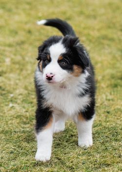 Australian Shepherd purebred dog on meadow in autumn or spring, outdoors countryside. Black Tri color Aussie puppy, 2 months old.