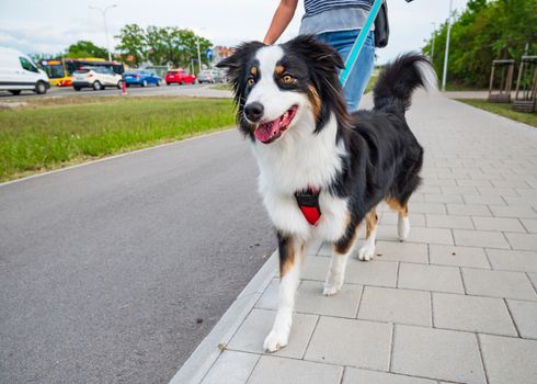 Portrait of Australian Shepherd dog on leash while walking outdoors. Beautiful adult purebred Aussie Dog with female owner in the city.