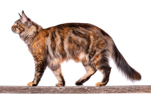 Maine Coon cat on old stick. Portrait of beautiful big adult tortoiseshell cat isolated on white background.