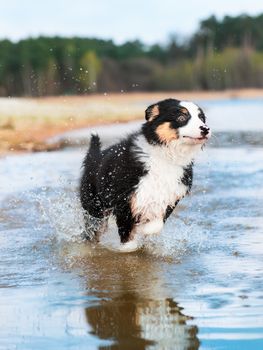 Happy dog runs along the beach in a spray of water. Beautiful Australian shepherd puppy 3 months old running towards camera. Cute dog enjoy playing on beach.