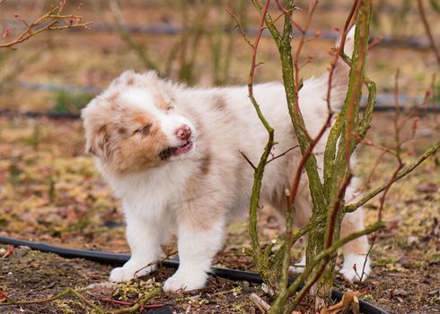 Australian Shepherd purebred dog on meadow in autumn or spring, outdoors countryside. Red Merle Aussie puppy, 2 months old.