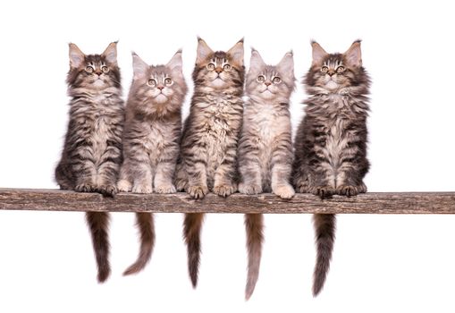 Family group of five fluffy beautiful Maine Coon kittens. Cats isolated on white background. Portrait of beautiful domestic kitty.