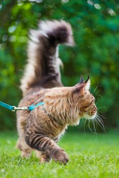 Portrait of Maine Coon Cat at park. Young cute Cat with leash. Pets walking outdoor adventure on green grass.