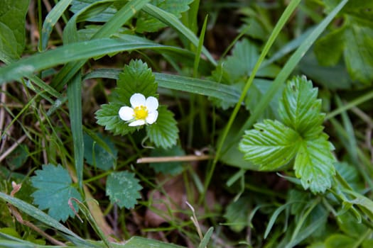 Wild strawberry flower in the grass. Zavidovici, Bosnia and Herzegovina.