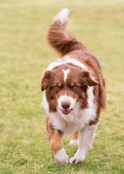 Australian Shepherd purebred dog on meadow in autumn or spring, outdoors countryside. Red Tri color Aussie adult dog.