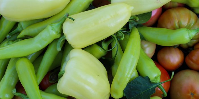 Banner. Freshly picked vegetables in the garden. Different types of peppers, tomatoes and more. Organic vegetables grown in the garden. Zavidovici, Bosnia and Herzegovina.