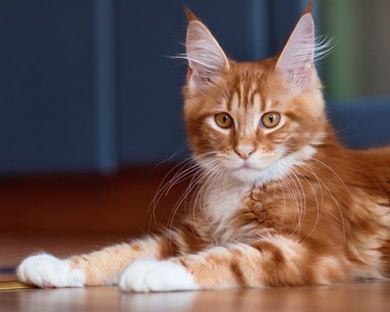 Fluffy red kitty lying on floor at home. Portrait of domestic ginger Maine Coon kitten. Playful young cat looking at camera.