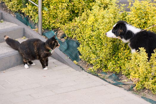 Adult famale cat and puppy Australian shepherd dog on the stairs outdoors.