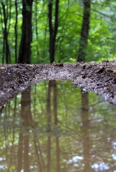 The reflection of the trees on the puddle of water on the forest road. Forests of Bosnia and Herzegovina.
