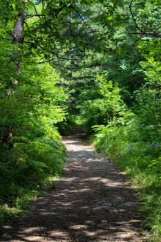 Forest road in the forest. The road looks like a tunnel. Forest in summer. Forests of Bosnia and Herzegovina.